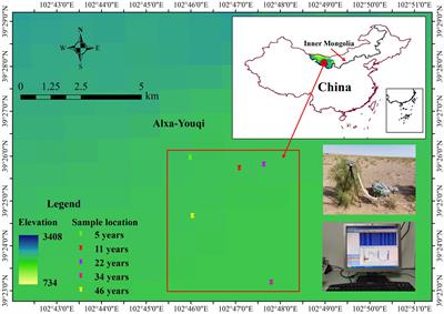 Leaf chlorophyll parameters and photosynthetic characteristic variations with stand age in a typical desert species (Haloxylon ammodendron)